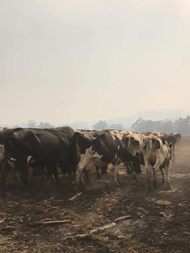 Cows in a singed paddock in Cudgewa North. Picture: James Findlay