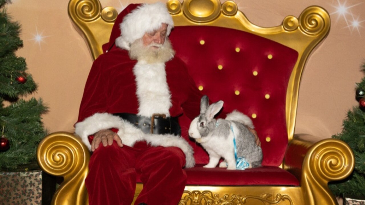 Bimbo getting his annual photo with Santa. Picture: Supplied