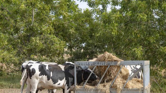 The Dairy Australia report said soya bean meal out of Melbourne has also fallen $60 to $830/tonne while cotton seed is back $20 to $450/tonne. Picture: Zoe Phillips