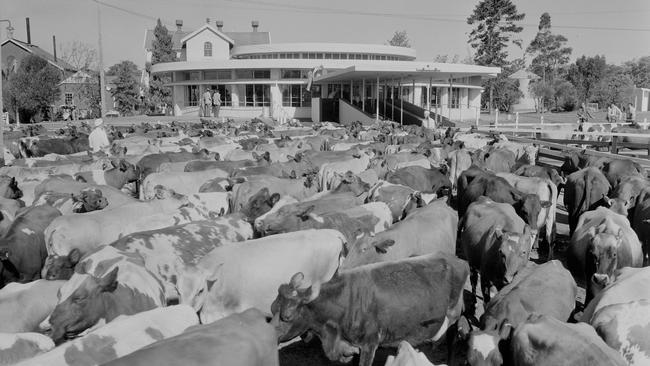 The Rotolactor at Camden Park Estate in 1953. Picture: The National Archives of Australia