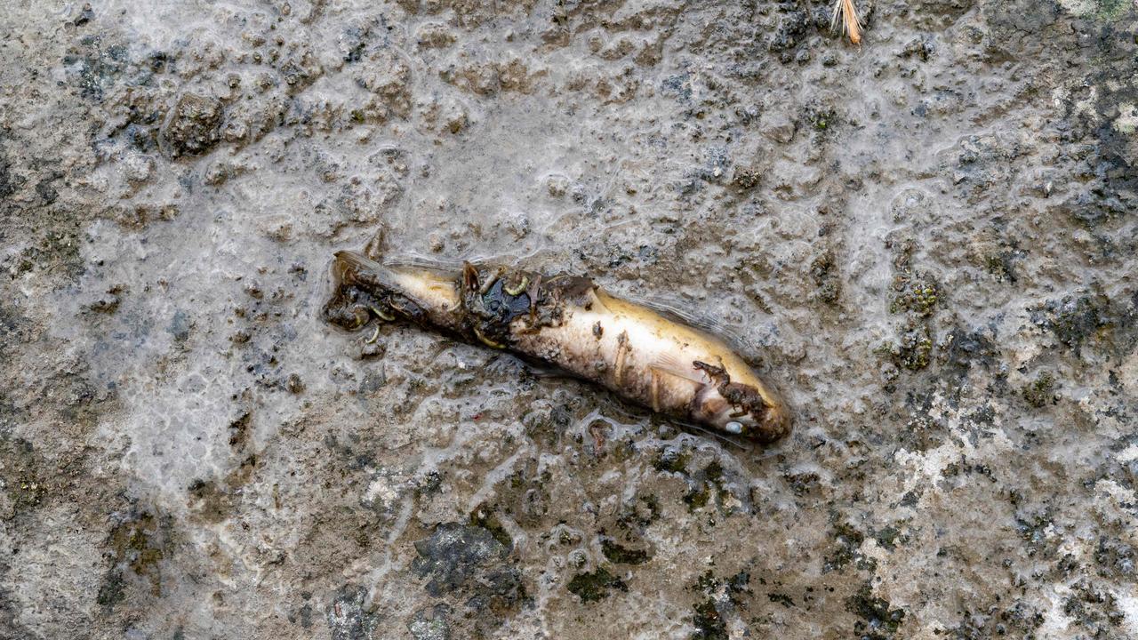 A dead fish in a waterway after the derailment. Picture: Michael Swensen/Getty Images/AFP