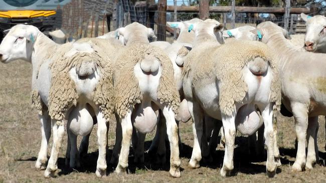 There is a small amount of wool on some of the white baldy rams, but Lachy said this would gradually become less and less as the breeding strategy got further down the track.