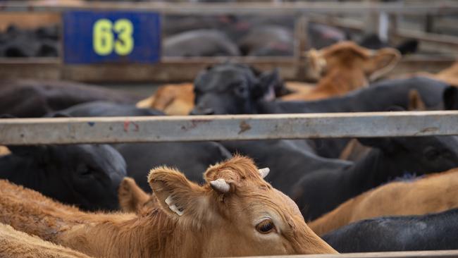 Woolworths beef customers are insisting on sustainability and animal welfare. Picture: Zoe Phillips