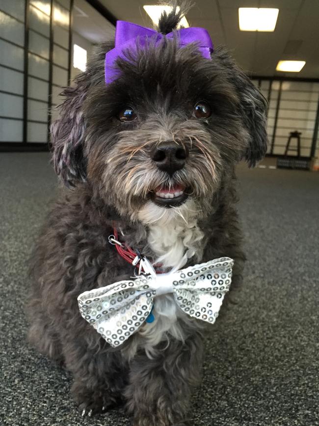 Guru Max: Guru Max the moodle loves bow ties, the colour purple and teaching doga (dog yoga).