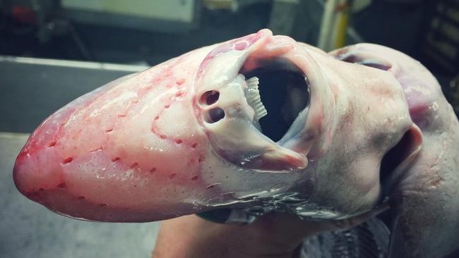 This deep sea creature would not look out of place if it appeared in a Marvel film. Picture: Roman Fedorstov