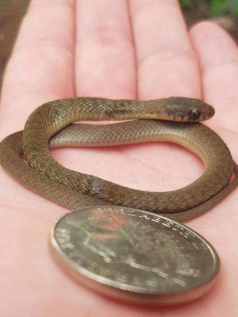 Snake catcher frees keelback snake - Good Morning America