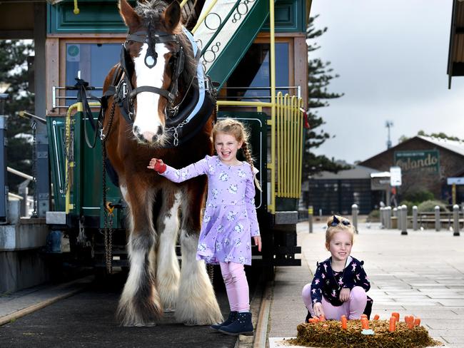 For the Horses' Birthday, Victor Harbor Council is offering free trips on the horse-drawn tram for the month of August. Sisters Harriet (5 in purple dress) and Lexi 4 Wegener from Encounter Bay with a birthday cake for Clydesdale Elliott who is being handled by General Manger Meg Whibley.Picture: Tricia Watkinson