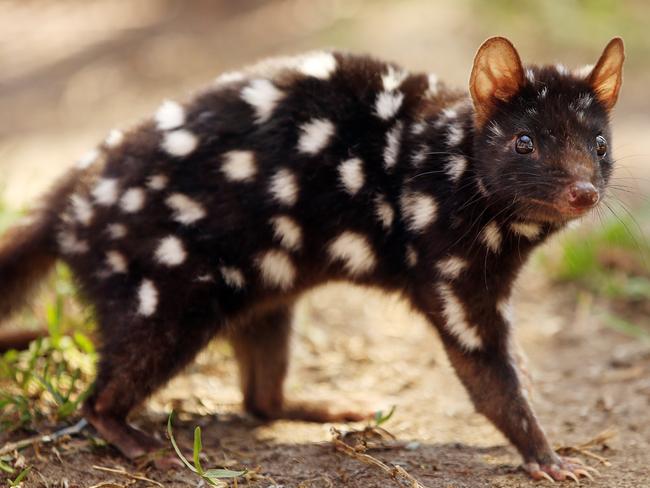 In 2018 Eastern Quolls are making a comeback to mainland Australia with a little help from the Worls Wildlife Fund. Picture: Sam Ruttyn