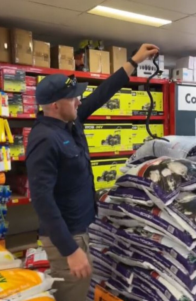 A red-bellied black snake was found in Bunnings. Picture: TikTok/@sunnycoastsnakecatchers