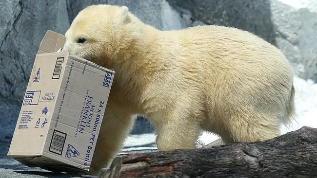 Sea World's baby Polar Bear Henry celebrates his very first Christmas at Polar Pre-School with his mum Leah. Pics Adam Head