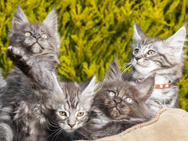 10 week old main coon kittens .Picture:Rob Leeson.