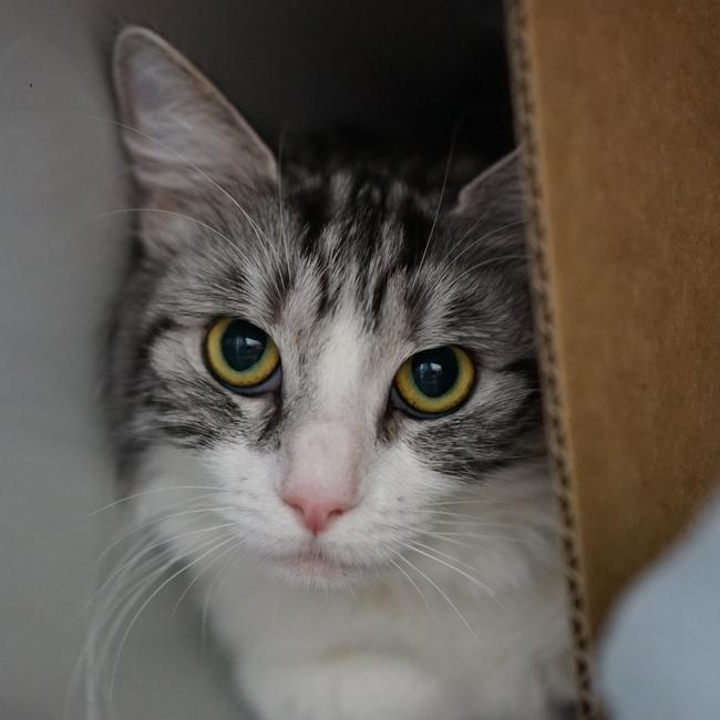 Rhonda the cat after her rescue. Picture: RSPCA Qld