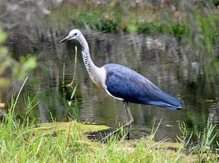 THIS MONTH: This pic of a White-Necked Heron was contributed to last year's competition by Garry Innes. Picture: Garry Innes