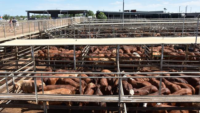 Tours of the saleyards take place on Tuesday mornings, led by local graziers. Photo: Jacklyn O'Brien.