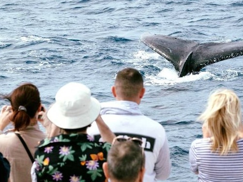 SeaLink North Queensland are doing whale watching tours. Picture: SeaLink