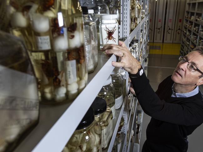 23/05/2019 Dr Mark Harvey, Head of Department Terrestrial Zoology WA Museum, with the collection and life’s work of Barbara York Main in Perth. Main was known as  “The Lady of the Spiders”, she passed away last week at 90. Marie Nirme/The Australian