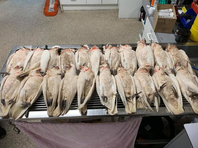 Dead corellas that fell from the sky at One Tree Hill Primary School.