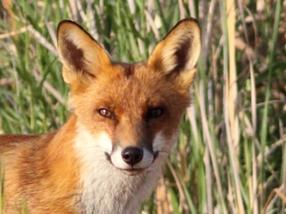 PREDATOR European red fox Lake Cargelligo NSW_Photo by Harley Kingston CC BY 2.0 Wikimedia Commons.