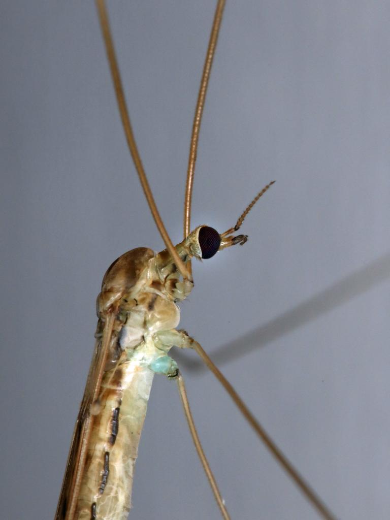 A Crane Fly: when you get close you really get the chance to see some extraordinary structures and colours. Picture: John Grainger