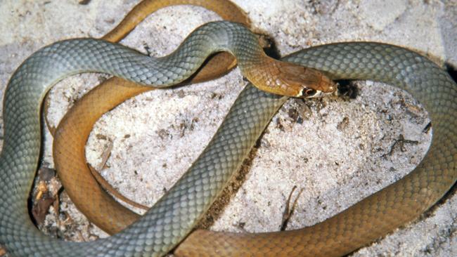 The A Desert Whip Snake has been identified as a new venomous species in Australia. Picture: Brian Bush