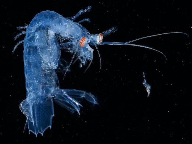 Winner category 2... Macro. Prey? This photo was shot during a blackwater dive in Anilao. Even though the larvae mantis shrimp (left) is very small, it still a predator which uses its raptorial appendages to hunt. Has it spotted the prey and is ready to pounce? Picture: So Yat Wai/Hong Kong/UPY 2017