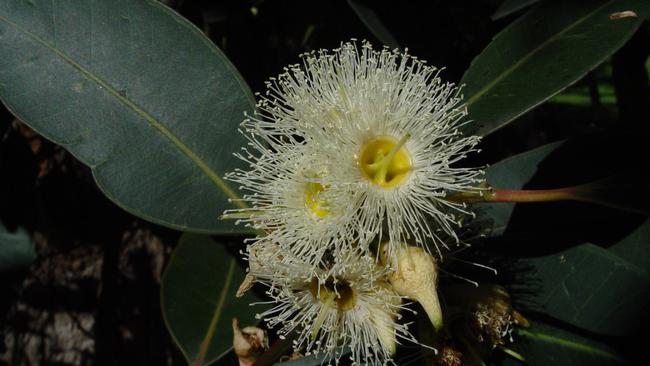 Numerous swamp mahogany trees would be removed from the site, under the proposal.