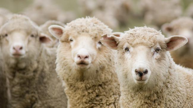 Australian Lamb exports to more than 70 countries.