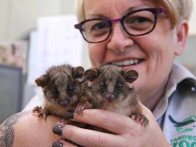 These twin possums are making a great recovery. Picture: Taronga Zoo