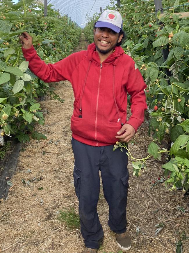 Burlington Berries harvest season team leader Antero Dos Santos will work his third season on the berry farm at Cressy in Tasmania. Picture: Supplied