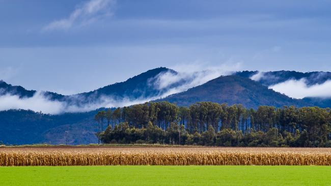 Atherton Tablelands in Far North Queensland, Australia. Image via iStock