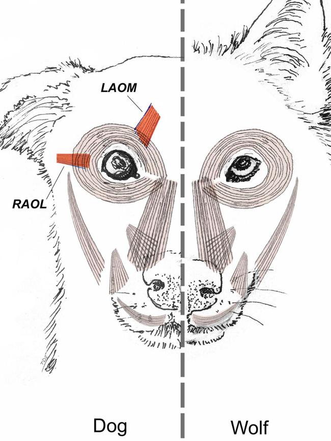 A comparison between dog and wolf facial muscles. The study suggests over thousands of years of dog domestication, people preferred dogs that could pull off “puppy dog" eyes, encouraging the evolution of the facial muscle behind. Picture: Time Smith via AP