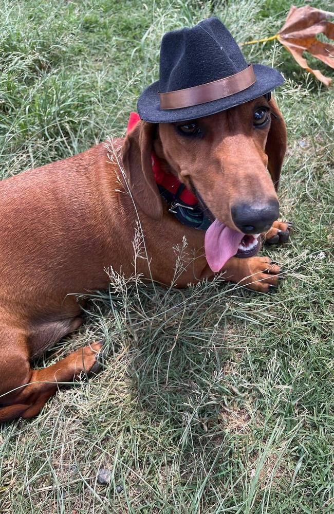 Frankie: Caron Brown's 18 month old Dachshund