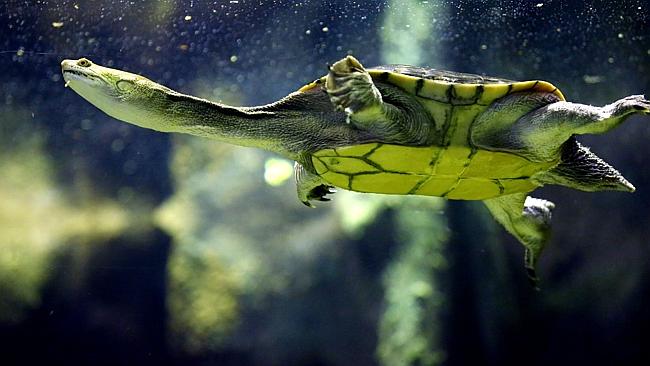 Animals keep their cool in Victoria’s heatwave at Healesville Sanctuary ...