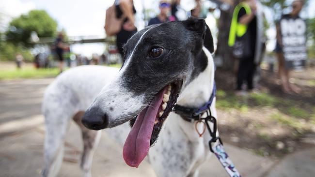 Rescue dog Lucy at a protest against the $40 million greyhound racing track planned for Purga in February.