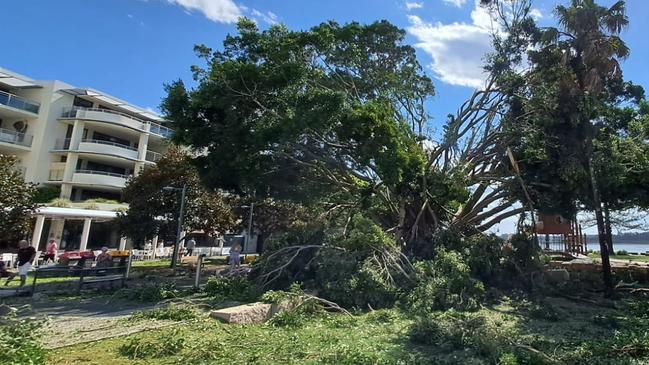 There was extensive damage to the large fig tree at Port Macquarie's town green. Picture: Port Macquarie SES Facebook.