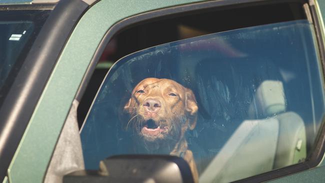 Animals left in hot cars is reported to RSPCA an ‘alarming number’ of times. Picture: iStock