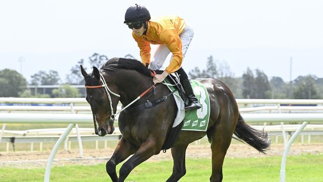 Altair I Am is well placed to break through for his first win at Kembla. Picture: Bradley Photos