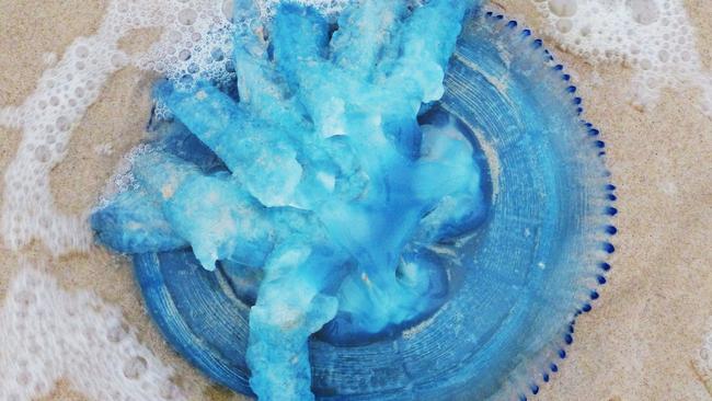 Donna Mroz Turcic snapped this photo of jellyfish on Gold Coast beaches recently.