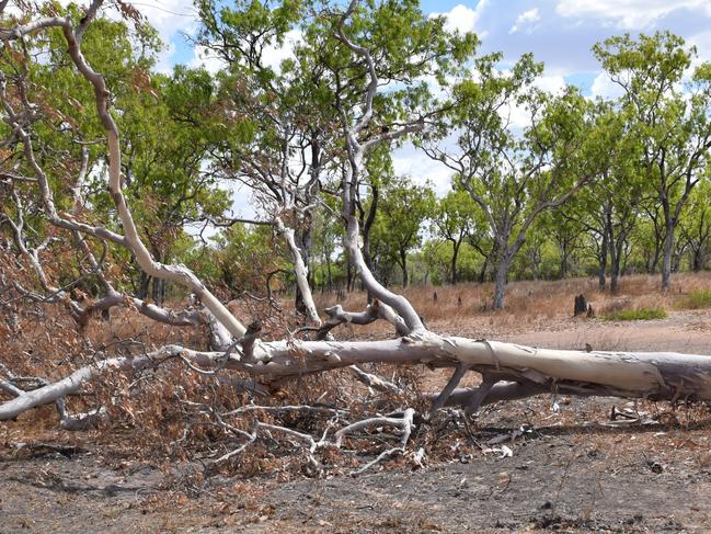 One of the 63 trees felled within the Gunapipi ceremonial ground. Picture: Supplied