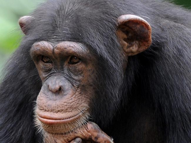 A chimpanzee is seen at the zoo in Abidjan on June 12, 2014. The zoo is home to approximately 250 amimals of 42 species. AFP PHOTO/SIA KAMBOU