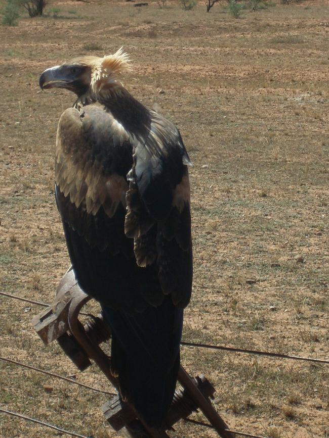 A wedge-tailed eagle on a fence in the Flinders Ranges, just north of Hawker. Picture: Jill Pengelley