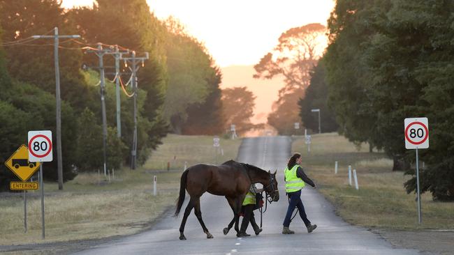 Staff prepare horses for trackwork at Darren Weir's Miners Rest stable. Picture: Nicole Garmston