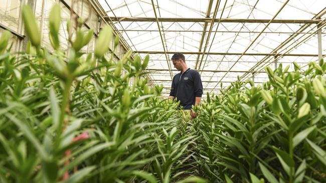 Luke de Wit, 26, who runs the family business Burleigh Flowers at Silvan, in one of the farm’s two climate-controlled glasshouses. Pictures: Dannika Bonser