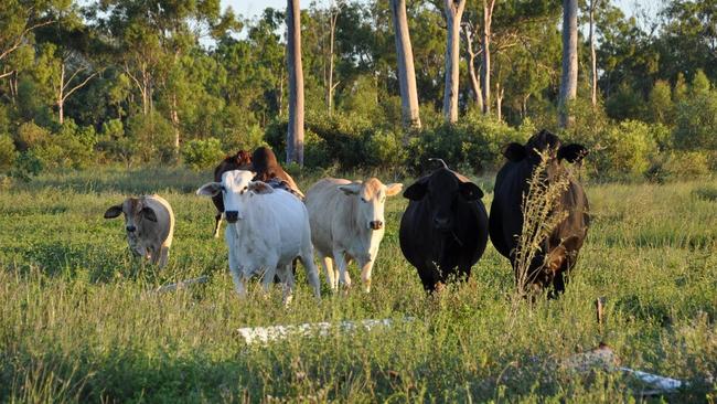 The property also boasts 130ha of improved pastures including Pangola, Callide Rhodes and marine couch. Picture: Contributed