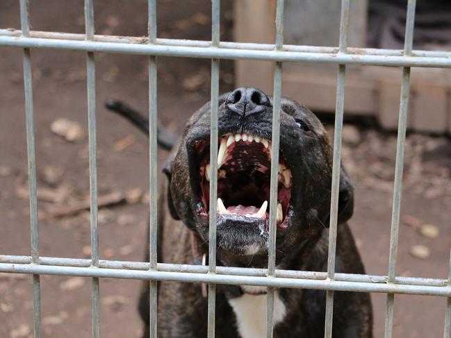 Couple who filmed dog’s school wallaby attacks learn sentence