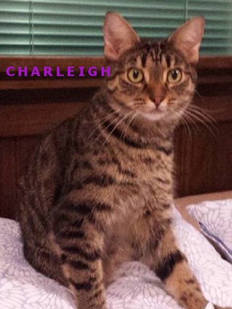 Charleigh the cat