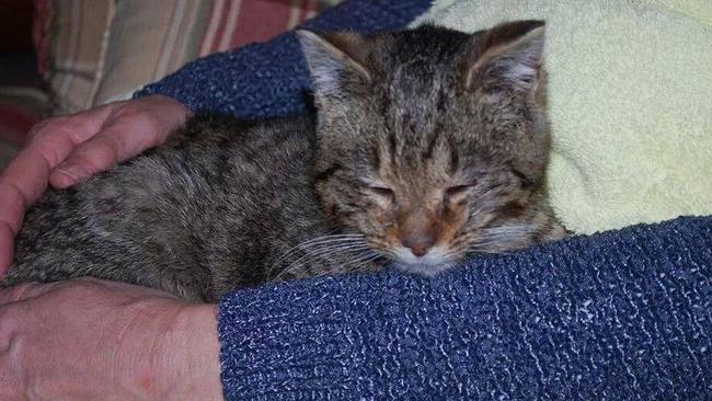 2Brave boy...Frosty rests in the arms of his foster mum after he was found frozen to a ro