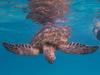 No ‘man drought’ for green sea turtles off Heron Island