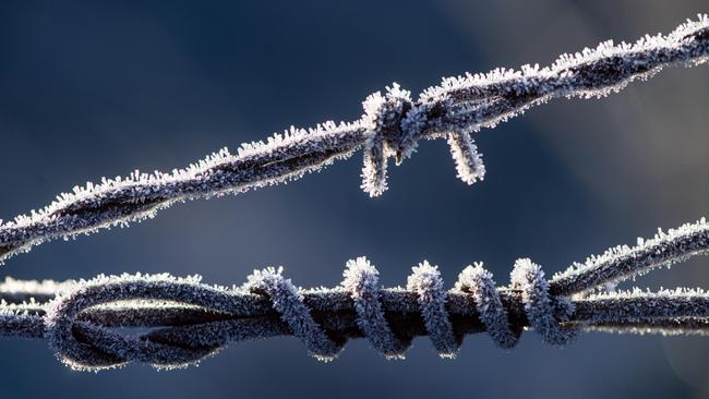 Some parts of northern Victoria and southern NSW have had three frosts in a row. Picture: Zoe Phillips