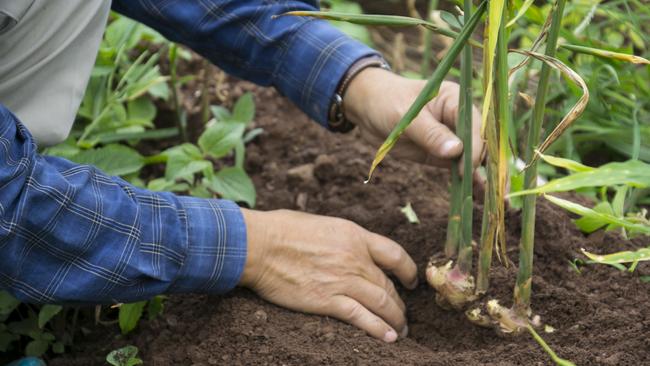 Ready to eat: harvesting ginger. Picture: Getty Images